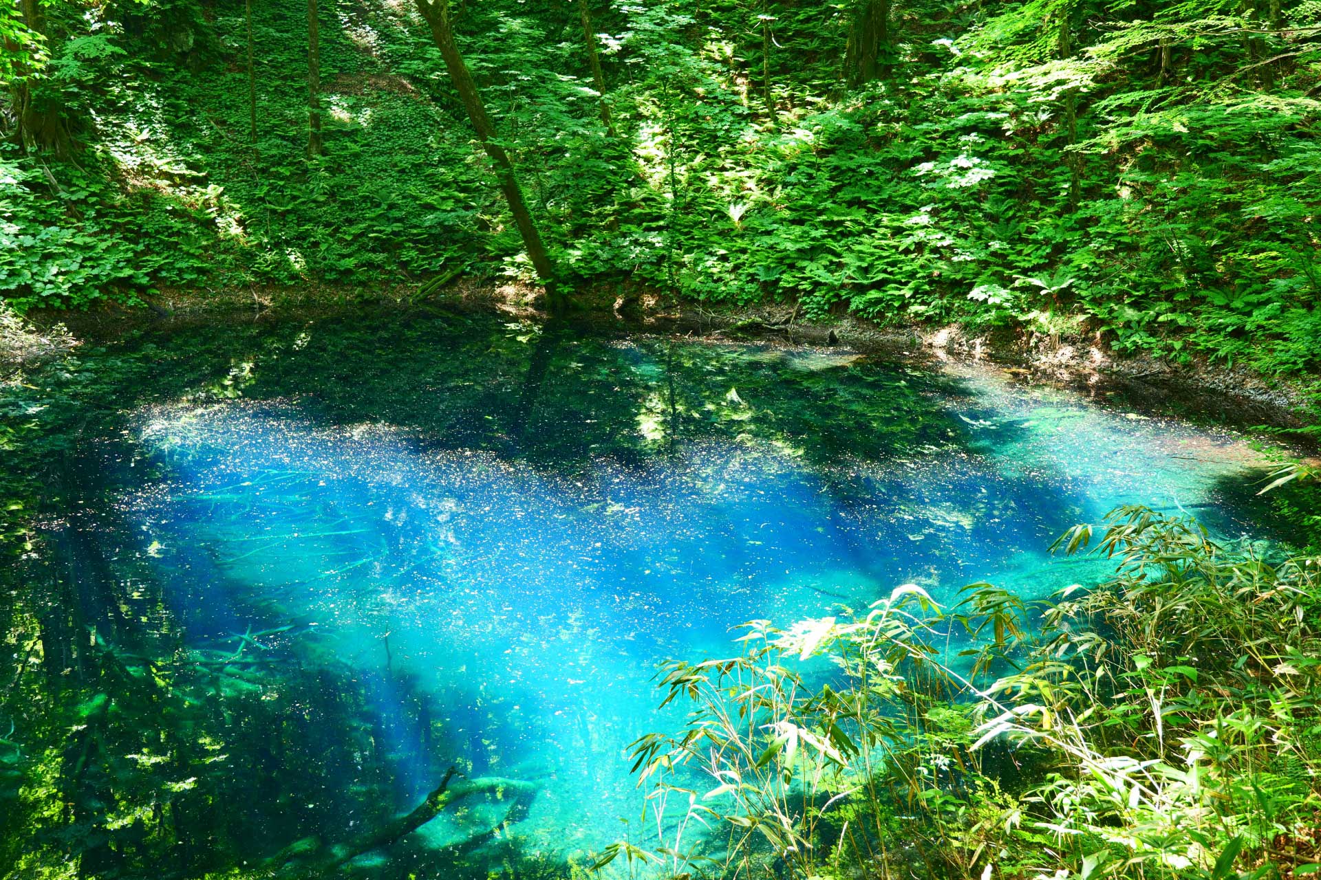 コバルトブルーに輝く青池